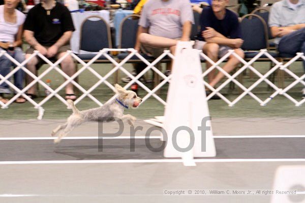 IMG_8203.jpg - Dawg Derby Flyball TournementJuly 10, 2010Classic CenterAthens, Ga