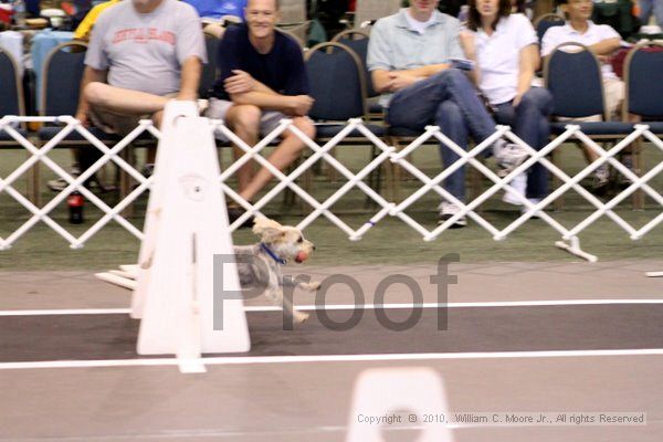 IMG_8204.jpg - Dawg Derby Flyball TournementJuly 10, 2010Classic CenterAthens, Ga