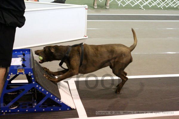 IMG_8225.jpg - Dawg Derby Flyball TournementJuly 10, 2010Classic CenterAthens, Ga