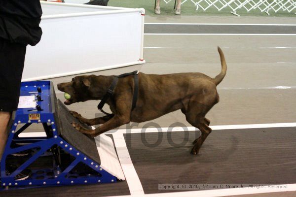 IMG_8225.jpg - Dawg Derby Flyball TournementJuly 10, 2010Classic CenterAthens, Ga