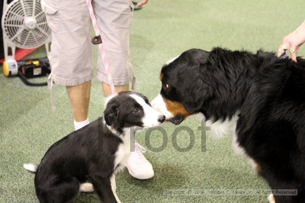 IMG_8231.jpg - Dawg Derby Flyball TournementJuly 10, 2010Classic CenterAthens, Ga
