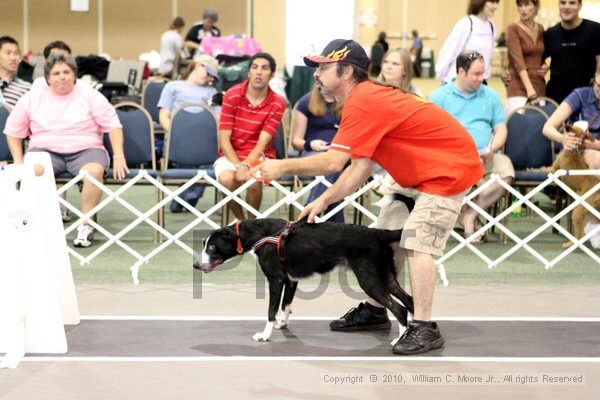 IMG_8234.jpg - Dawg Derby Flyball TournementJuly 10, 2010Classic CenterAthens, Ga
