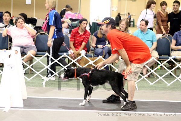 IMG_8235.jpg - Dawg Derby Flyball TournementJuly 10, 2010Classic CenterAthens, Ga