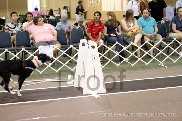 IMG_8237.jpg - Dawg Derby Flyball TournementJuly 10, 2010Classic CenterAthens, Ga