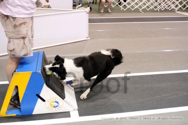 IMG_8250.jpg - Dawg Derby Flyball TournementJuly 10, 2010Classic CenterAthens, Ga