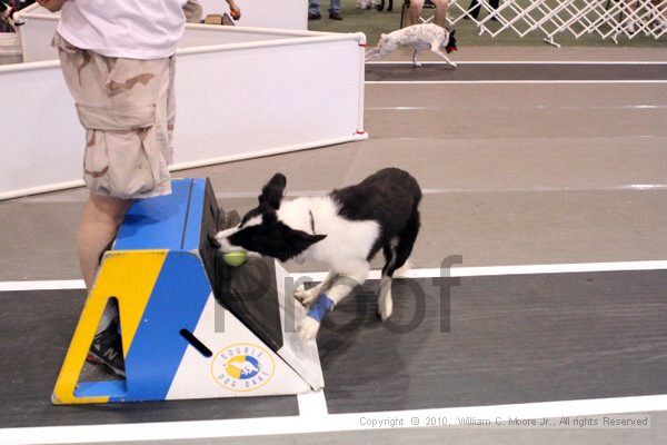 IMG_8251.jpg - Dawg Derby Flyball TournementJuly 10, 2010Classic CenterAthens, Ga