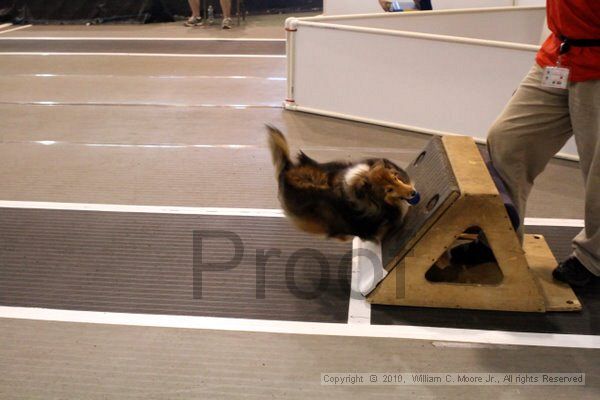 IMG_8264.jpg - Dawg Derby Flyball TournementJuly 10, 2010Classic CenterAthens, Ga