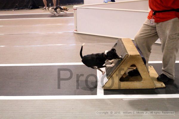 IMG_8273.jpg - Dawg Derby Flyball TournementJuly 10, 2010Classic CenterAthens, Ga