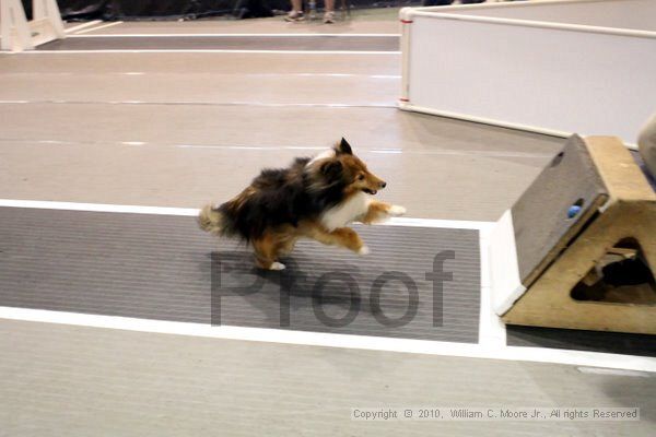 IMG_8279.jpg - Dawg Derby Flyball TournementJuly 10, 2010Classic CenterAthens, Ga