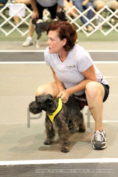 IMG_8296.jpg - Dawg Derby Flyball TournementJuly 10, 2010Classic CenterAthens, Ga