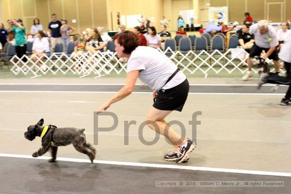 IMG_8300.jpg - Dawg Derby Flyball TournementJuly 10, 2010Classic CenterAthens, Ga