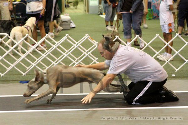 IMG_8306.jpg - Dawg Derby Flyball TournementJuly 10, 2010Classic CenterAthens, Ga
