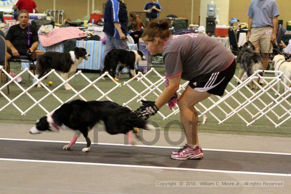 IMG_8309.jpg - Dawg Derby Flyball TournementJuly 10, 2010Classic CenterAthens, Ga