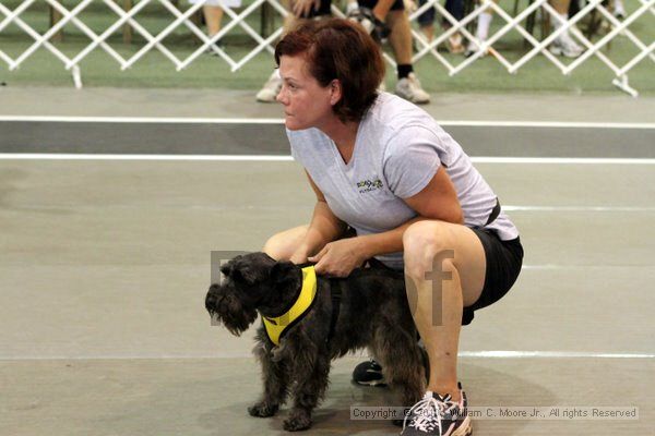 IMG_8311.jpg - Dawg Derby Flyball TournementJuly 10, 2010Classic CenterAthens, Ga