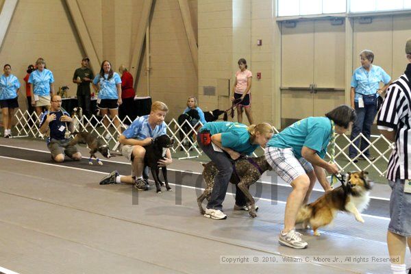 IMG_8316.jpg - Dawg Derby Flyball TournementJuly 10, 2010Classic CenterAthens, Ga