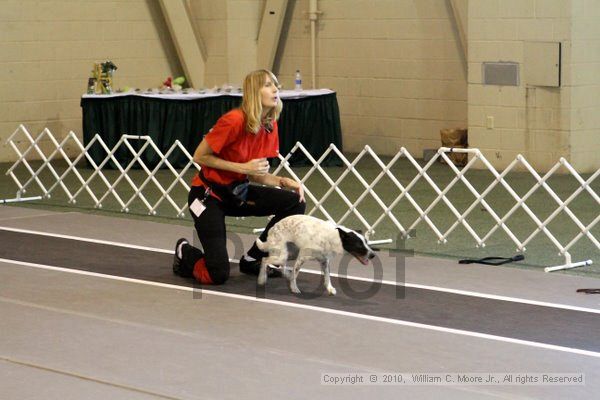 IMG_8331.jpg - Dawg Derby Flyball TournementJuly 10, 2010Classic CenterAthens, Ga