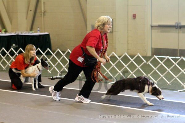 IMG_8333.jpg - Dawg Derby Flyball TournementJuly 10, 2010Classic CenterAthens, Ga