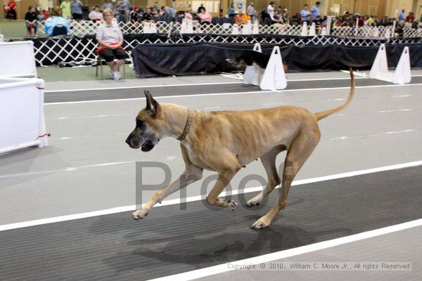 IMG_8364.jpg - Dawg Derby Flyball TournementJuly 10, 2010Classic CenterAthens, Ga