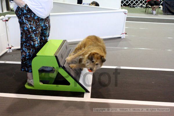 IMG_8377.jpg - Dawg Derby Flyball TournementJuly 10, 2010Classic CenterAthens, Ga