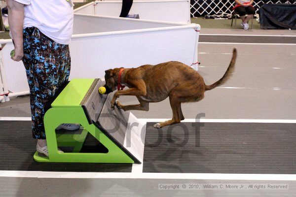 IMG_8380.jpg - Dawg Derby Flyball TournementJuly 10, 2010Classic CenterAthens, Ga