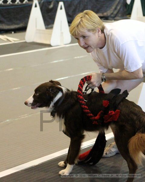 IMG_8401.jpg - Dawg Derby Flyball TournementJuly 10, 2010Classic CenterAthens, Ga