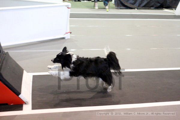 IMG_8438.jpg - Dawg Derby Flyball TournementJuly 10, 2010Classic CenterAthens, Ga