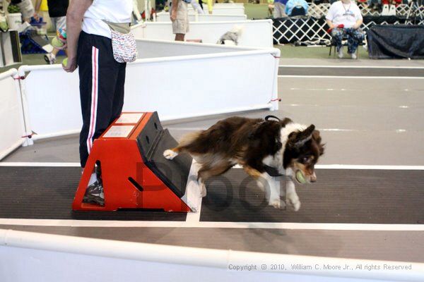 IMG_8444.jpg - Dawg Derby Flyball TournementJuly 10, 2010Classic CenterAthens, Ga