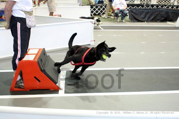 IMG_8446.jpg - Dawg Derby Flyball TournementJuly 10, 2010Classic CenterAthens, Ga
