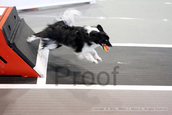 IMG_8453.jpg - Dawg Derby Flyball TournementJuly 10, 2010Classic CenterAthens, Ga