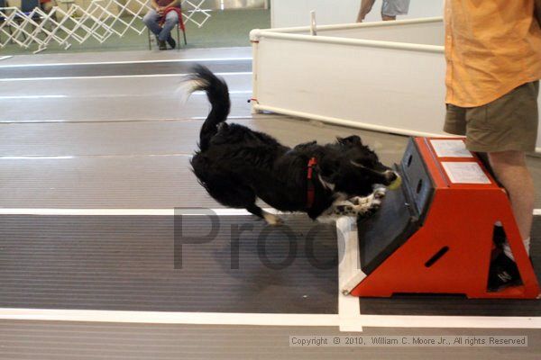 IMG_8465.jpg - Dawg Derby Flyball TournementJuly 10, 2010Classic CenterAthens, Ga