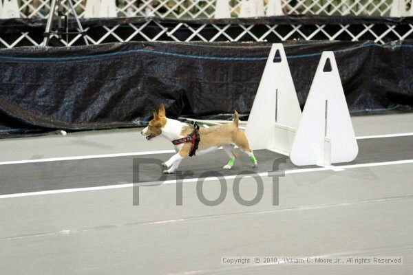 IMG_8502.jpg - Dawg Derby Flyball TournementJuly 10, 2010Classic CenterAthens, Ga