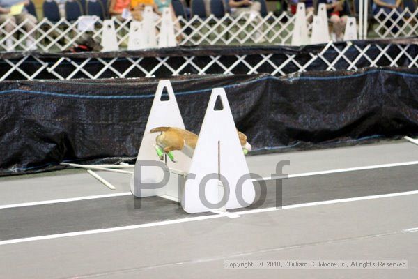 IMG_8508.jpg - Dawg Derby Flyball TournementJuly 10, 2010Classic CenterAthens, Ga