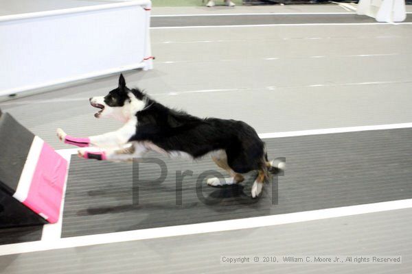 IMG_8528.jpg - Dawg Derby Flyball TournementJuly 10, 2010Classic CenterAthens, Ga