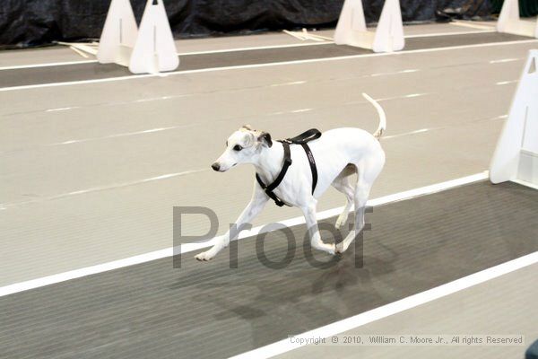 IMG_8543.jpg - Dawg Derby Flyball TournementJuly 10, 2010Classic CenterAthens, Ga