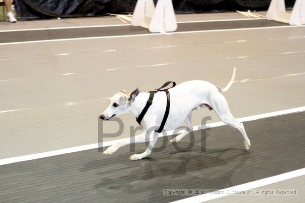 IMG_8544.jpg - Dawg Derby Flyball TournementJuly 10, 2010Classic CenterAthens, Ga