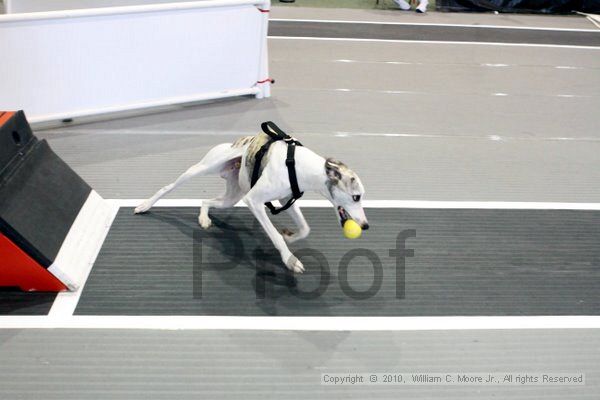 IMG_8558.jpg - Dawg Derby Flyball TournementJuly 10, 2010Classic CenterAthens, Ga