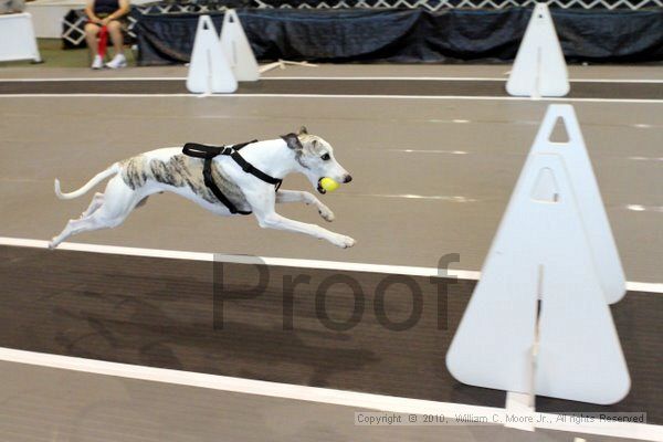 IMG_8567.jpg - Dawg Derby Flyball TournementJuly 10, 2010Classic CenterAthens, Ga