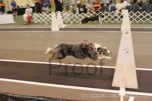 IMG_8588.jpg - Dawg Derby Flyball TournementJuly 11, 2010Classic CenterAthens, Ga