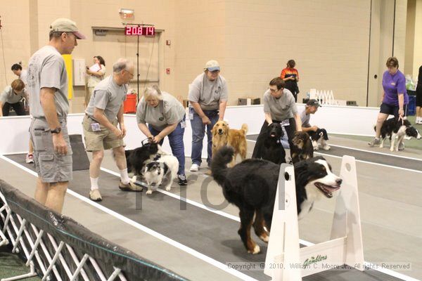IMG_8595.jpg - Dawg Derby Flyball TournementJuly 11, 2010Classic CenterAthens, Ga