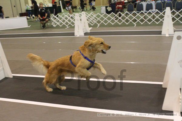 IMG_8600.jpg - Dawg Derby Flyball TournementJuly 11, 2010Classic CenterAthens, Ga
