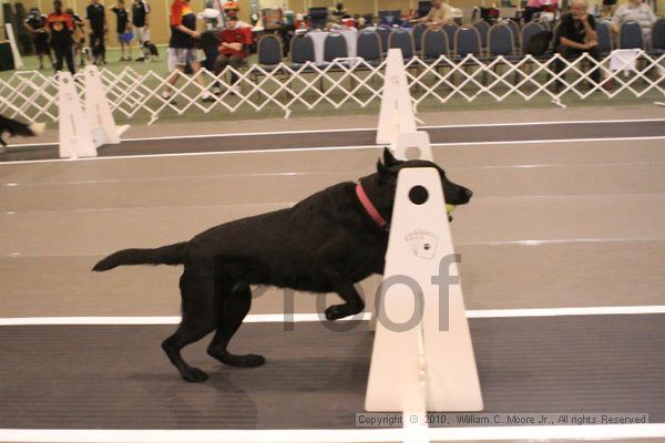 IMG_8603.jpg - Dawg Derby Flyball TournementJuly 11, 2010Classic CenterAthens, Ga