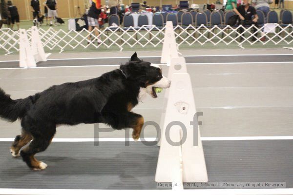 IMG_8605.jpg - Dawg Derby Flyball TournementJuly 11, 2010Classic CenterAthens, Ga