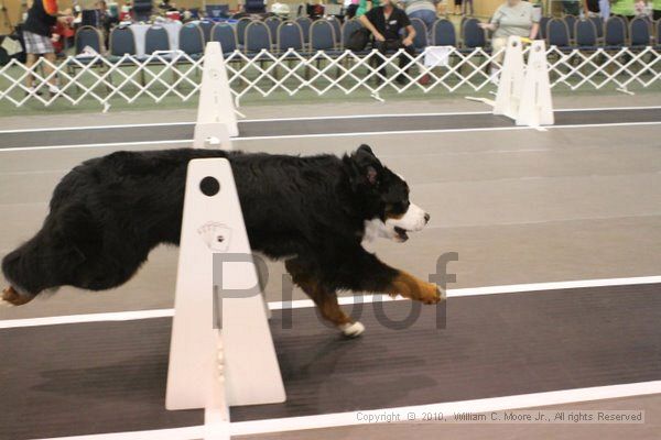 IMG_8606.jpg - Dawg Derby Flyball TournementJuly 11, 2010Classic CenterAthens, Ga