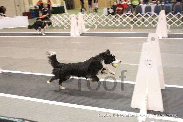 IMG_8607.jpg - Dawg Derby Flyball TournementJuly 11, 2010Classic CenterAthens, Ga