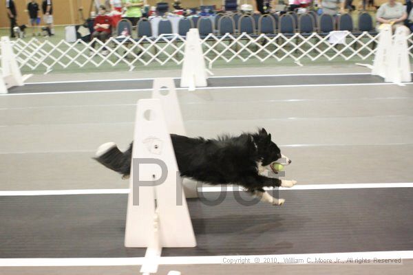 IMG_8608.jpg - Dawg Derby Flyball TournementJuly 11, 2010Classic CenterAthens, Ga