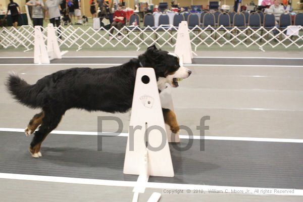 IMG_8613.jpg - Dawg Derby Flyball TournementJuly 11, 2010Classic CenterAthens, Ga