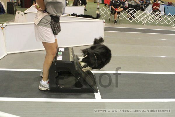 IMG_8625.jpg - Dawg Derby Flyball TournementJuly 11, 2010Classic CenterAthens, Ga