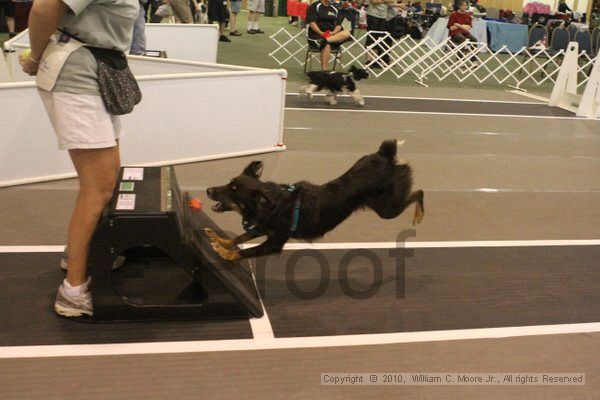 IMG_8628.jpg - Dawg Derby Flyball TournementJuly 11, 2010Classic CenterAthens, Ga