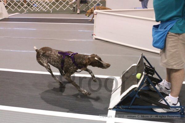 IMG_8639.jpg - Dawg Derby Flyball TournementJuly 11, 2010Classic CenterAthens, Ga