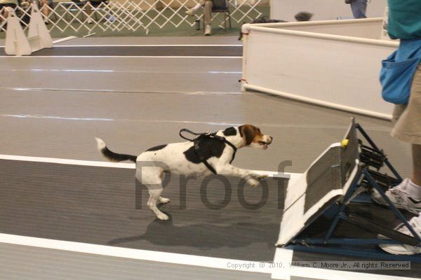 IMG_8642.jpg - Dawg Derby Flyball TournementJuly 11, 2010Classic CenterAthens, Ga